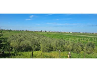 For Sale or Exchange 4000 m2 Are Land With 400 Spanish Olive Trees, 15 Years Old